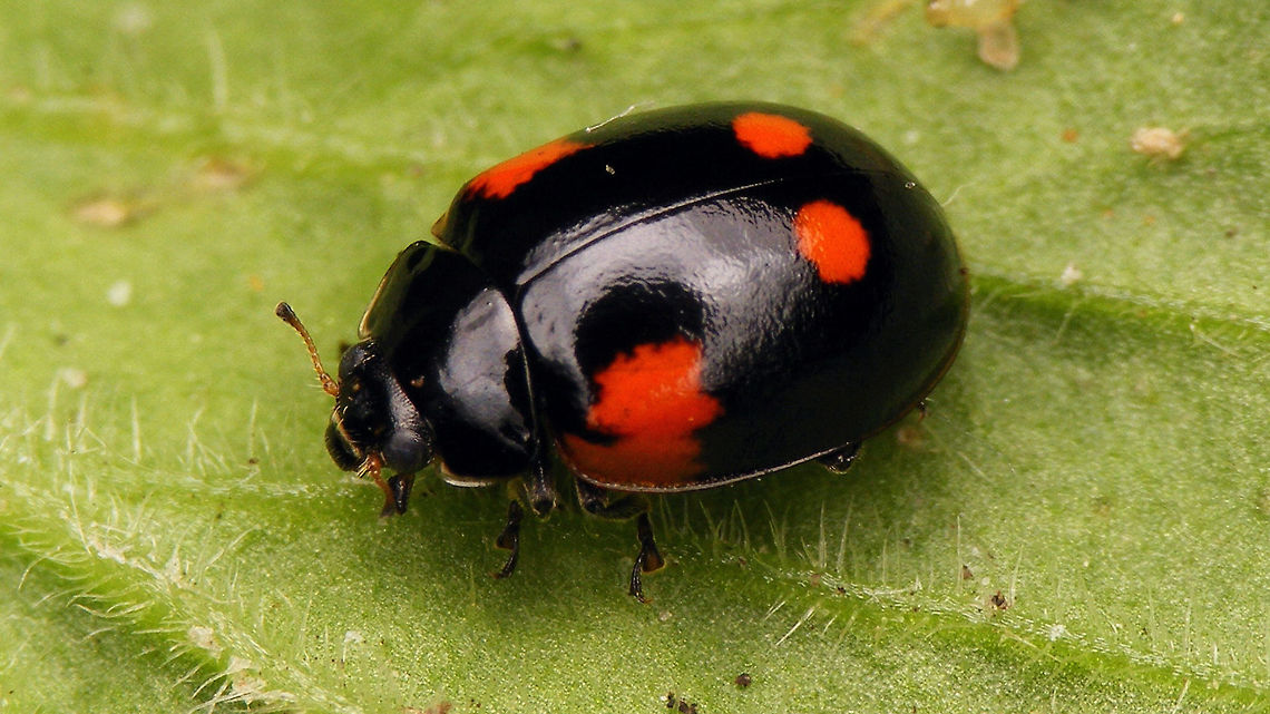 Adalia bipunctata f. quadrimaculata  Adalia,Adalia bipunctata,Adalia bipunctata f. quadrimaculata,Coccinellidae,Coccinellinae,Coleoptera,Geotagged,Ladibird,Netherlands,Two-spot Ladybird,Two-spotted lady beetle,nl: Tweestippelig lieveheersbeestje