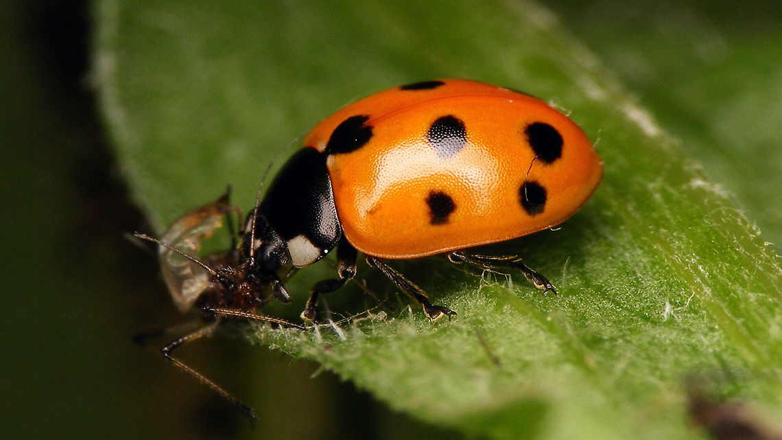 11-spot Ladybird with 9 spots Another nine spotted Eleven-spot ladybrid - this time having lunch Coccinella,Coccinella undecimpunctata,Coccinellidae,Coccinellinae,Coleoptera,Eleven-spot Ladybird,Eleven-spot ladybird,Geotagged,Ladybird,Netherlands,nl: Elfstippelig lieveheersbeestje