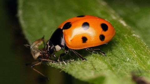 11-spot Ladybird with 9 spots Another nine spotted Eleven-spot ladybrid - this time having lunch Coccinella,Coccinella undecimpunctata,Coccinellidae,Coccinellinae,Coleoptera,Eleven-spot Ladybird,Eleven-spot ladybird,Geotagged,Ladybird,Netherlands,nl: Elfstippelig lieveheersbeestje