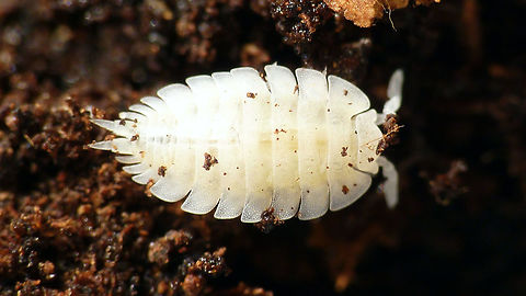 Platyarthrus hoffmannseggi(i) The naming is a bit of a problem with various sources using the double trailing "i" and others single. I suspect that Brandt published the name with the double ~ii and that later authors grammatically corrected this to a single ~i, but I have not been able to find the original paper from 1833 to verify this. 
Update: Here it is :o)
https://biodiversitylibrary.org/page/45989310
Indeed Hoffmannseggii - so I will change to that and also discuss this with some of the site maintainers that still use hoffmannseggi. Isopoda,Platyarthridae,Platyarthrus,Platyarthrus hoffmannseggi,Platyarthrus hoffmannseggii