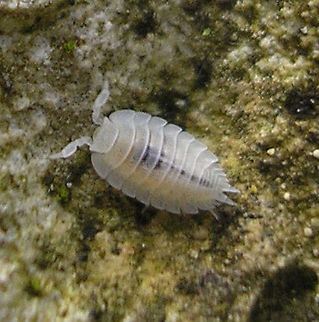 Platyarthrus hoffmannseggii on rock  Isopoda,Platyarthridae,Platyarthrus,Platyarthrus hoffmannseggi,Platyarthrus hoffmannseggii