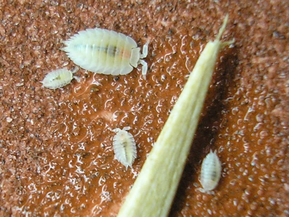 Platyarthrus hoffmannseggii - Adult and juveniles  Isopoda,Platyarthridae,Platyarthrus,Platyarthrus hoffmannseggi,Platyarthrus hoffmannseggii