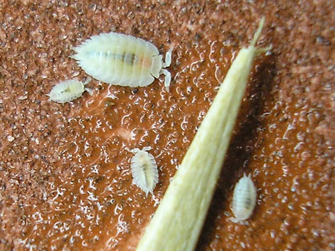 Platyarthrus hoffmannseggii - Adult and juveniles  Isopoda,Platyarthridae,Platyarthrus,Platyarthrus hoffmannseggi,Platyarthrus hoffmannseggii