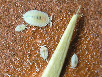 Platyarthrus hoffmannseggii - Adult and juveniles  Isopoda,Platyarthridae,Platyarthrus,Platyarthrus hoffmannseggi,Platyarthrus hoffmannseggii