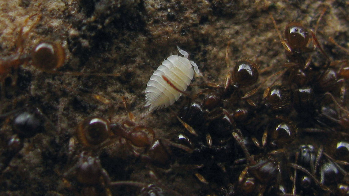 Platyarthrus hoffmannseggii in ants'  nest  Isopoda,Platyarthridae,Platyarthrus,Platyarthrus hoffmannseggi,Platyarthrus hoffmannseggii