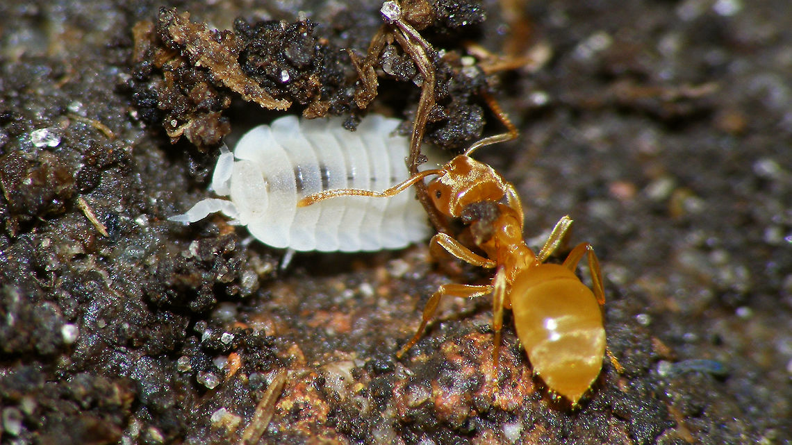 Platyarthrus hoffmannseggii and ant  Isopoda,Platyarthridae,Platyarthrus,Platyarthrus hoffmannseggi,Platyarthrus hoffmannseggii
