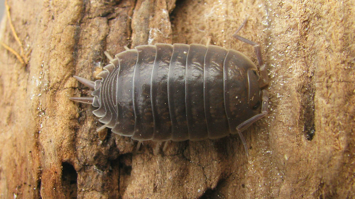 Porcellio laevis - Dorsal Same critter more lateral:<br />
<figure class="photo"><a href="https://www.jungledragon.com/image/81035/porcellio_laevis_-_dorso-lateral.html" title="Porcellio laevis - Dorso-lateral"><img src="https://s3.amazonaws.com/media.jungledragon.com/images/3043/81035_thumb.jpg?AWSAccessKeyId=05GMT0V3GWVNE7GGM1R2&Expires=1767225610&Signature=RUS55nL5ITK8sDcJbjHZh6%2F7R24%3D" width="200" height="150" alt="Porcellio laevis - Dorso-lateral Same critter, dorsal:<br />
https://www.jungledragon.com/image/81034/porcellio_laevis_-_dorsal.html Isopoda,Oniscidea,Porcellio,Porcellio laevis,Porcellionidae,Woodlouse,nl: Gladde pissebed" /></a></figure> Isopoda,Oniscidea,Porcellio,Porcellio laevis,Porcellionidae,Woodlouse,nl: Gladde pissebed