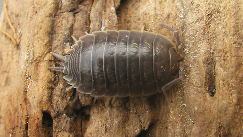 Porcellio laevis - Dorsal Same critter more lateral:
https://www.jungledragon.com/image/81035/porcellio_laevis_-_dorso-lateral.html Isopoda,Oniscidea,Porcellio,Porcellio laevis,Porcellionidae,Woodlouse,nl: Gladde pissebed