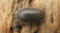 Porcellio laevis - Dorsal Same critter more lateral:<br />
https://www.jungledragon.com/image/81035/porcellio_laevis_-_dorso-lateral.html Isopoda,Oniscidea,Porcellio,Porcellio laevis,Porcellionidae,Woodlouse,nl: Gladde pissebed