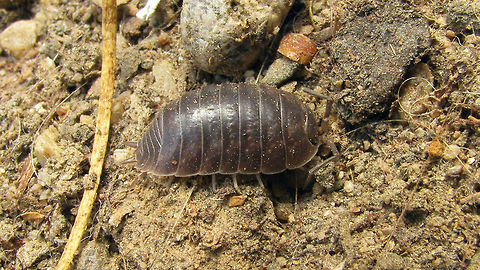 Porcellio laevis  Isopoda,Oniscidea,Porcellio,Porcellio laevis,Porcellionidae,Woodlouse,nl: Gladde pissebed