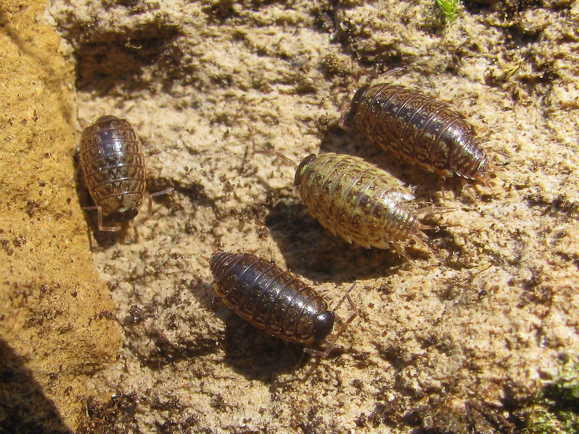 Philoscia muscorum - Clustering  Isopoda,Oniscidea,Philoscia,Philoscia muscorum,Philosciidae,Woodlouse,nl: Mospissebed