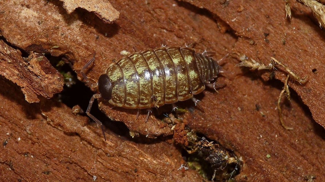 Philoscia muscorum - Yellowish  Isopoda,Oniscidea,Philoscia,Philoscia muscorum,Philosciidae,Woodlouse,nl: Mospissebed