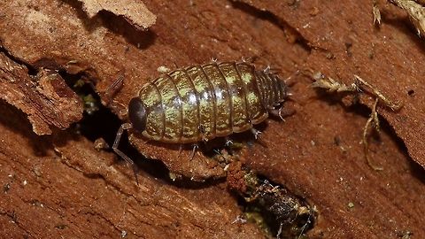 Philoscia muscorum - Yellowish  Isopoda,Oniscidea,Philoscia,Philoscia muscorum,Philosciidae,Woodlouse,nl: Mospissebed