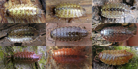 Philoscia muscorum - Variability  Isopoda,Oniscidea,Philoscia,Philoscia muscorum,Philosciidae,Woodlouse,nl: Mospissebed