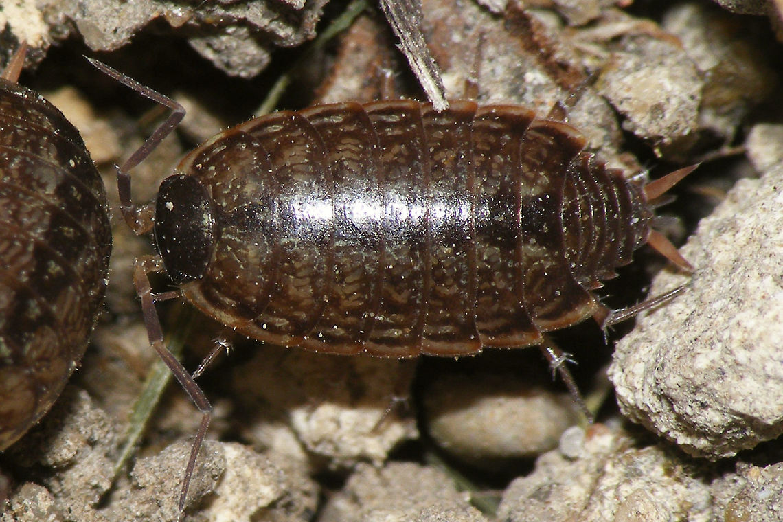 Philoscia muscorum  Isopoda,Oniscidea,Philoscia,Philoscia muscorum,Philosciidae,Woodlouse,nl: Mospissebed