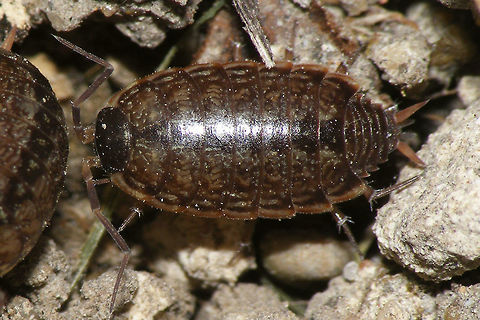 Philoscia muscorum  Isopoda,Oniscidea,Philoscia,Philoscia muscorum,Philosciidae,Woodlouse,nl: Mospissebed