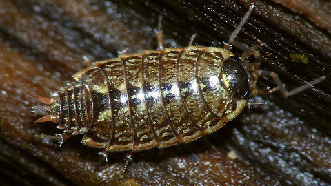Philoscia muscorum - Pale  Isopoda,Oniscidea,Philoscia,Philoscia muscorum,Philosciidae,Woodlouse,nl: Mospissebed
