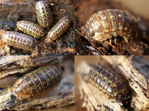 Armadillidium pictum - Collage A  Armadillidiidae,Armadillidium,Armadillidium pictum,Isopoda,Oniscidea,Pill Woodlouse,Woodlouse