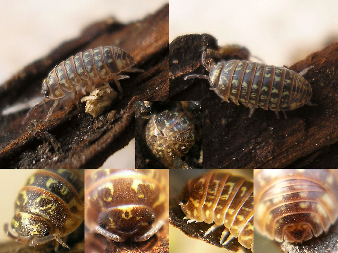 Armadillidium pictum - Collage B  Armadillidiidae,Armadillidium,Armadillidium pictum,Isopoda,Oniscidea,Pill Woodlouse,Woodlouse