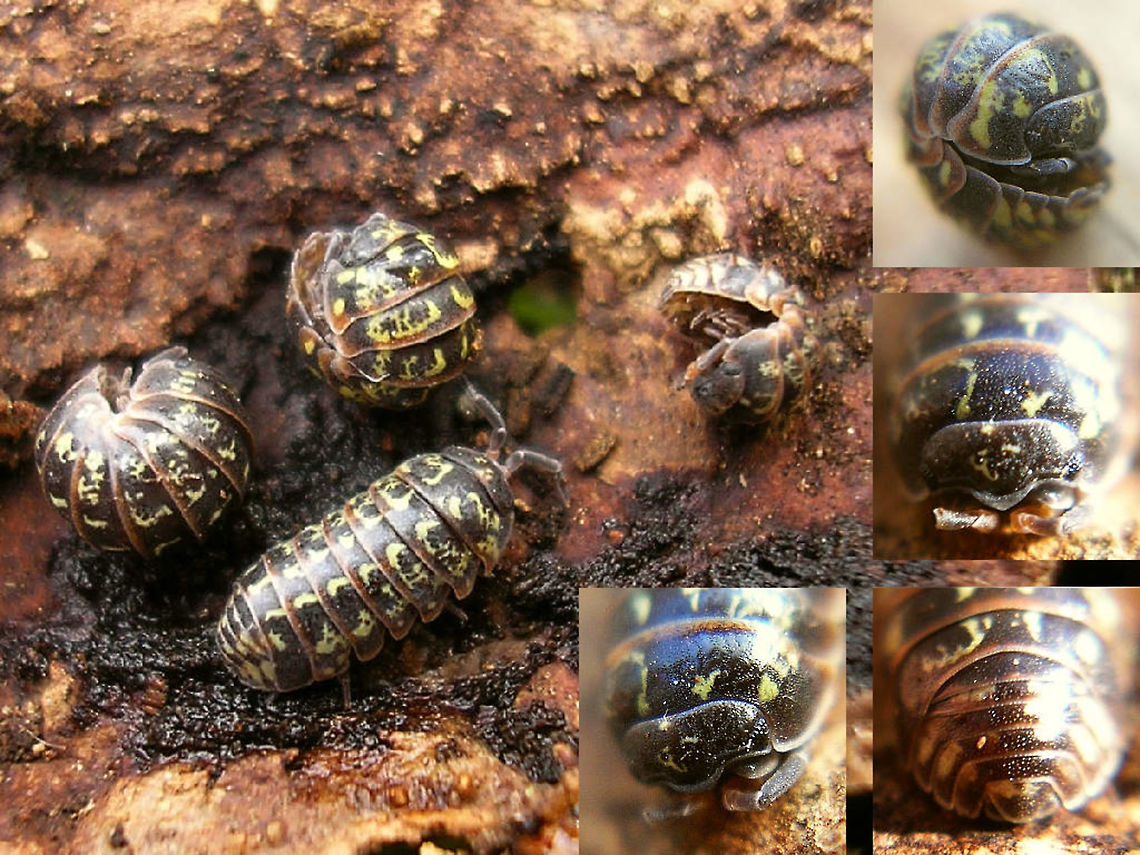 Armadillidium pulchellum  Armadillidiidae,Armadillidium,Armadillidium pulchellum,Isopoda,Oniscidea,Pill Woodlouse,Woodlouse