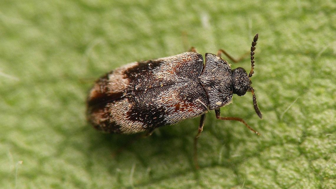 Trogoderma angustum - Male  Coleoptera,Dermestidae,Geotagged,Megatominae,Netherlands,Summer,Trogoderma,Trogoderma angustum