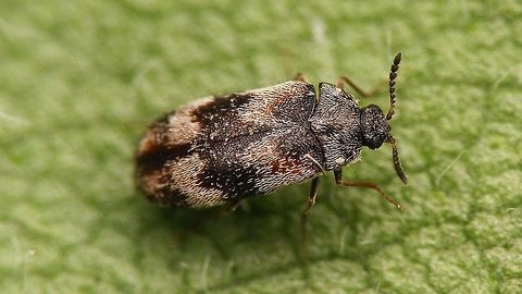 Trogoderma angustum - Male  Coleoptera,Dermestidae,Geotagged,Megatominae,Netherlands,Summer,Trogoderma,Trogoderma angustum