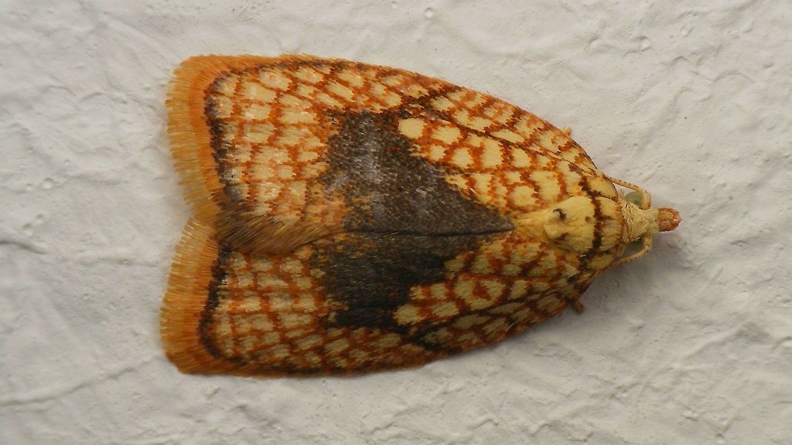 Acleris forsskaleana  Acleris,Acleris forsskaleana,Geotagged,Lepidoptera,Maple Leaftier,Netherlands,Summer,Tortricidae,leaf roller,nl: Kleine boogbladroller