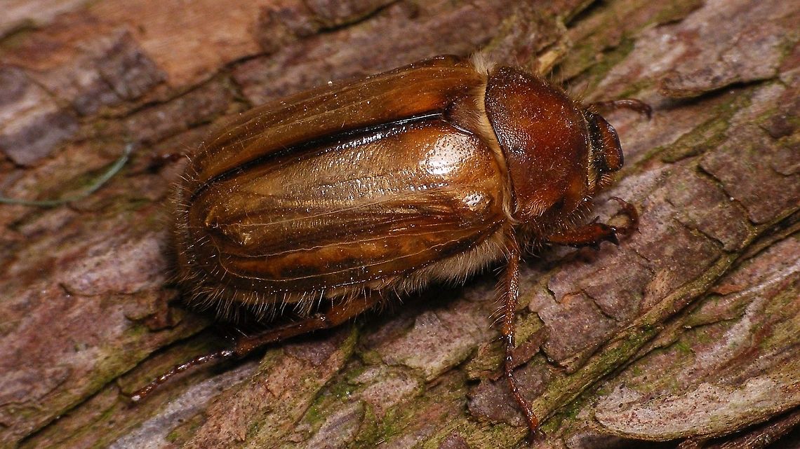 Amphimallon solstitiale On a 12th-floor balcony :o) Amphimallon,Amphimallon solstitiale,European June Beetle,Geotagged,Melolonthinae,Netherlands,Scarabaeidae,Summer