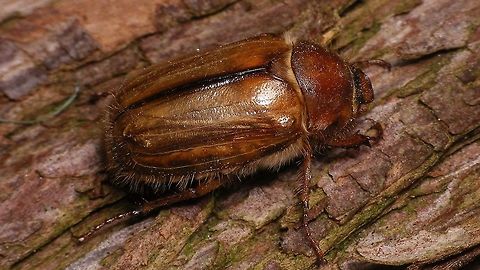 Amphimallon solstitiale On a 12th-floor balcony :o) Amphimallon,Amphimallon solstitiale,European June Beetle,Geotagged,Melolonthinae,Netherlands,Scarabaeidae,Summer