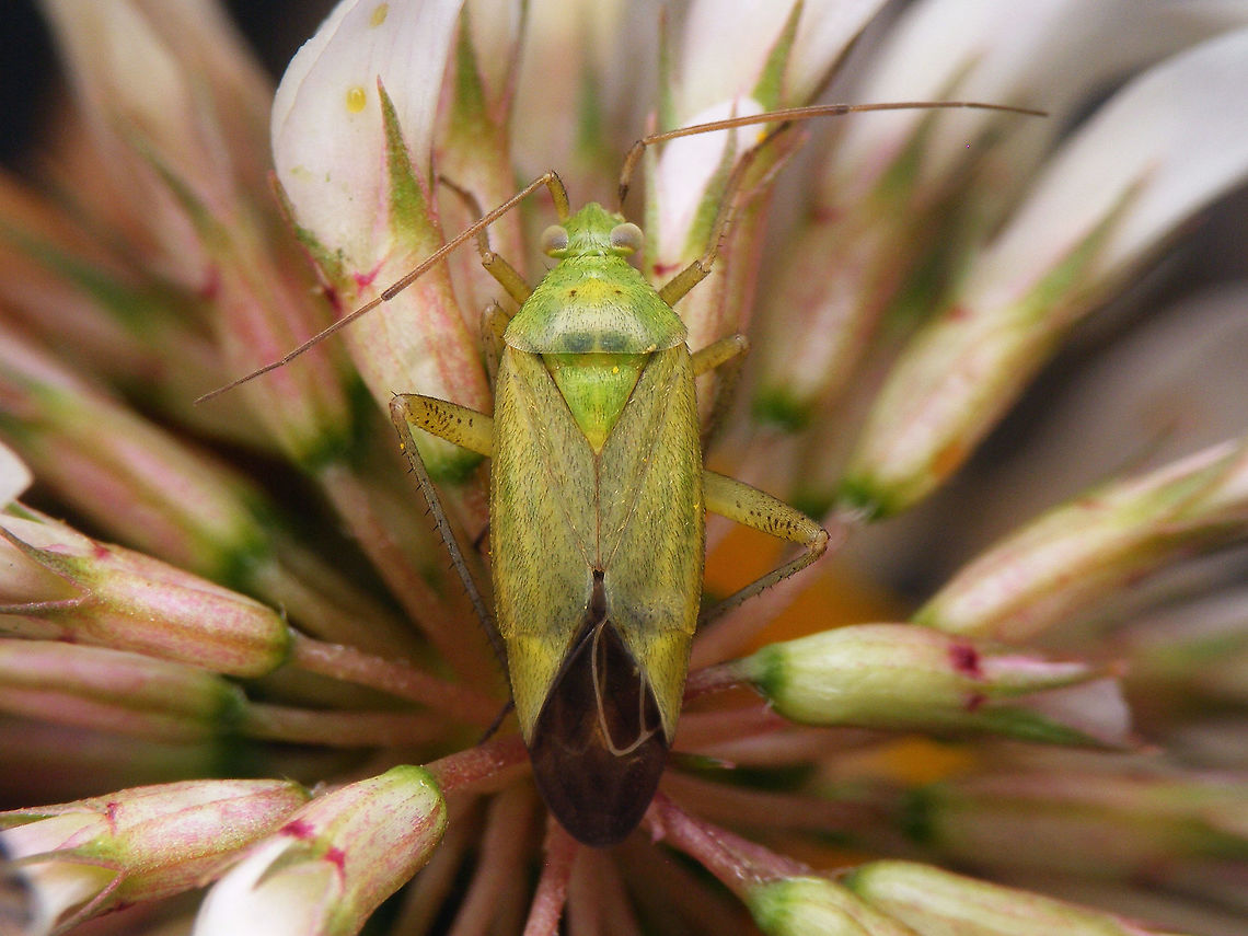 Closterotomus norwegicus  Closterotomus,Closterotomus norvegicus,Closterotomus norwegicus,Geotagged,Miridae,Mirinae,Mirini,Netherlands,nl: Aardappelprachtblindwants
