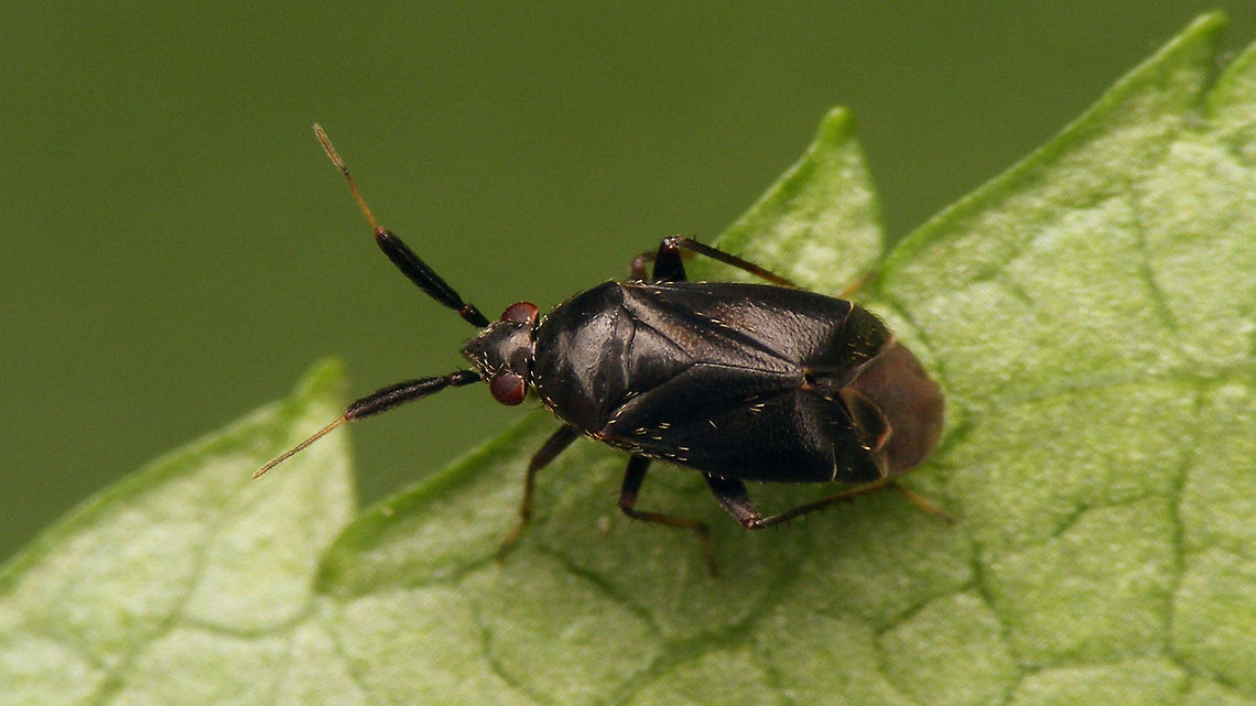 Atractotomus mali  Atractotomus,Atractotomus mali,Geotagged,Miridae,Netherlands,Phylinae,Phylini,nl: Appelsprietwants