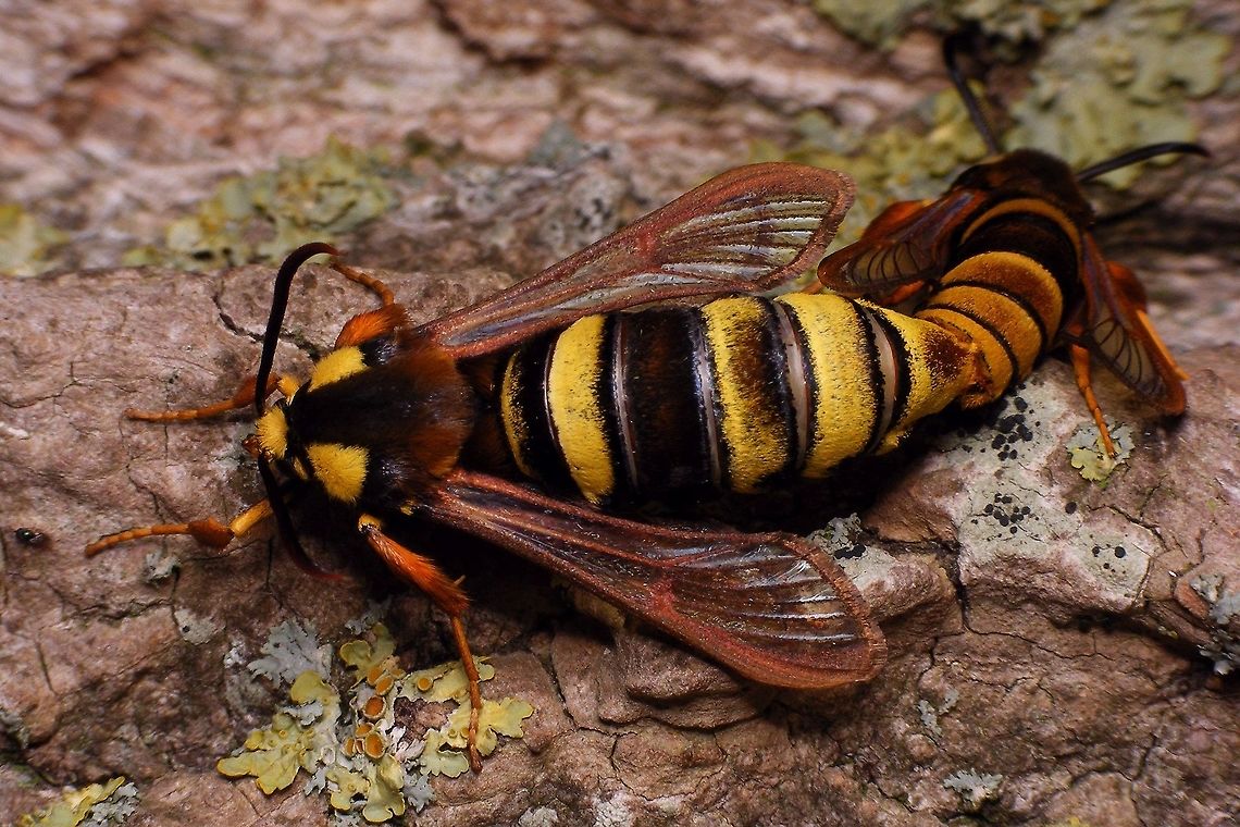 Sesia apiformis - Female in copula  Clearwing moths,Geotagged,Hornet moth,Lepidoptera,Netherlands,Sesia,Sesia apiformis,Sesiidae