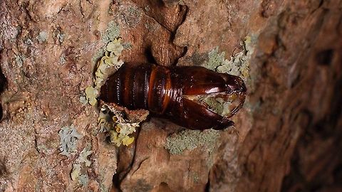 Sesia apiformis - Exuviae  Clearwing moths,Exuviae,Geotagged,Hornet moth,Lepidoptera,Netherlands,Sesia,Sesia apiformis,Sesiidae,Summer