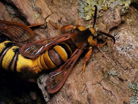 Sesia apiformis - Male in copula  Clearwing moths,Geotagged,Hornet moth,Lepidoptera,Netherlands,Sesia,Sesia apiformis,Sesiidae