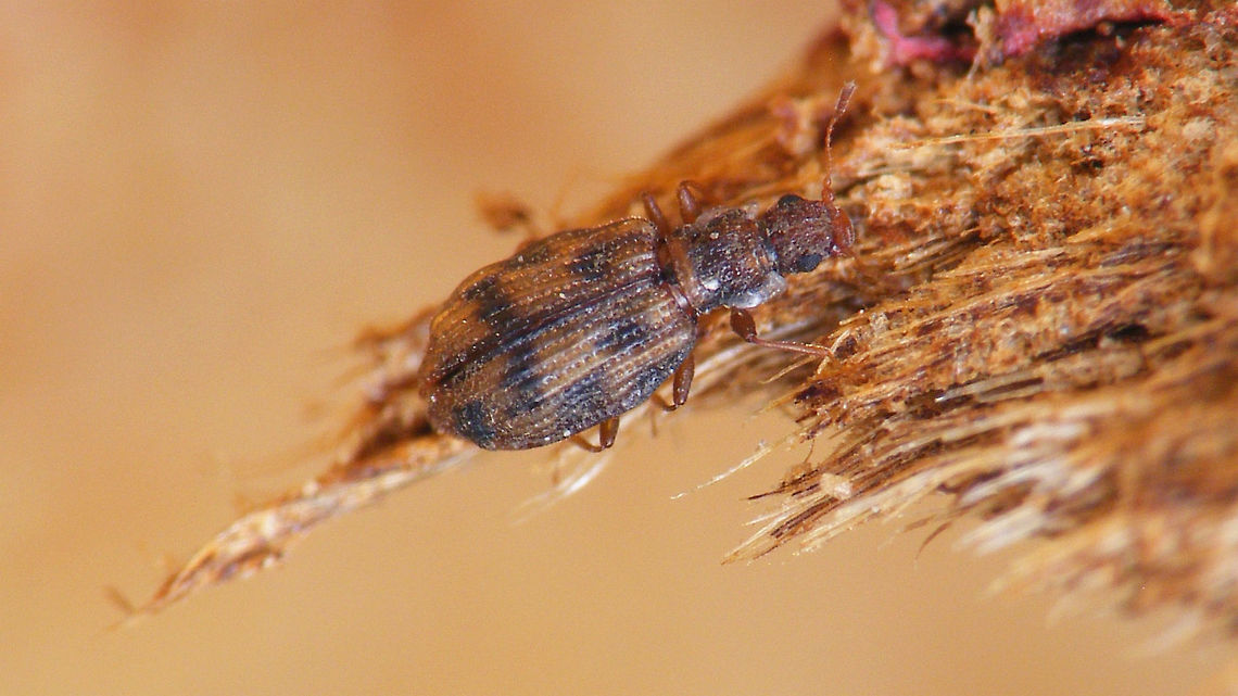 Cartodere bifasciata Collage with some other perspectives here:<br />
<figure class="photo"><a href="https://www.jungledragon.com/image/81124/cartodere_bifasciata_-_collage.html" title="Cartodere bifasciata - Collage"><img src="https://s3.amazonaws.com/media.jungledragon.com/images/3043/81124_thumb.jpg?AWSAccessKeyId=05GMT0V3GWVNE7GGM1R2&Expires=1769040010&Signature=XWdw315tIgFN84gq5URzwMKY%2F5g%3D" width="200" height="114" alt="Cartodere bifasciata - Collage Single shot of same beetle here:<br />
https://www.jungledragon.com/image/81123/cartodere_bifasciata.html Cartodere,Cartodere bifasciata,Cartodere bifasciatus,Cucujoidea,Geotagged,Latridiidae,Netherlands" /></a></figure> Cartodere,Cartodere bifasciata,Cartodere bifasciatus,Cucujoidea,Geotagged,Latridiidae,Netherlands