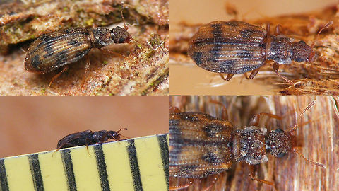 Cartodere bifasciata - Collage Single shot of same beetle here:
https://www.jungledragon.com/image/81123/cartodere_bifasciata.html Cartodere,Cartodere bifasciata,Cartodere bifasciatus,Cucujoidea,Geotagged,Latridiidae,Netherlands