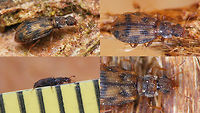 Cartodere bifasciata - Collage Single shot of same beetle here:<br />
https://www.jungledragon.com/image/81123/cartodere_bifasciata.html Cartodere,Cartodere bifasciata,Cartodere bifasciatus,Cucujoidea,Geotagged,Latridiidae,Netherlands
