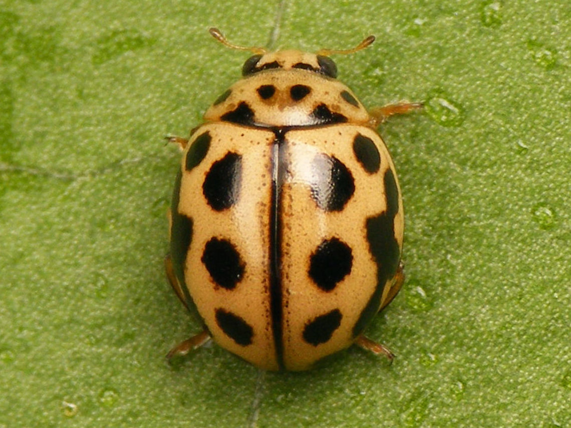 Tytthaspis sedecimpunctata - Dorsal (male)  Coccinellidae,Coccinellinae,Ladybird,Sixteen-spot Ladybird,Tytthaspis,Tytthaspis sedecimpunctata,nl: Zestienstippelig lieveheersbeestje