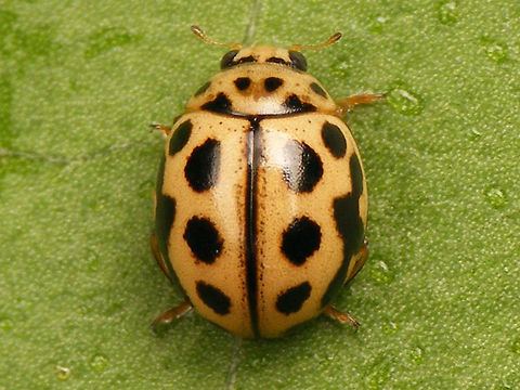 Tytthaspis sedecimpunctata - Dorsal (male)  Coccinellidae,Coccinellinae,Ladybird,Sixteen-spot Ladybird,Tytthaspis,Tytthaspis sedecimpunctata,nl: Zestienstippelig lieveheersbeestje