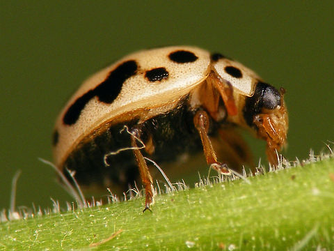 Tytthaspis sedecimpunctata - Upskirt  Coccinellidae,Coccinellinae,Ladybird,Sixteen-spot Ladybird,Tytthaspis,Tytthaspis sedecimpunctata,nl: Zestienstippelig lieveheersbeestje