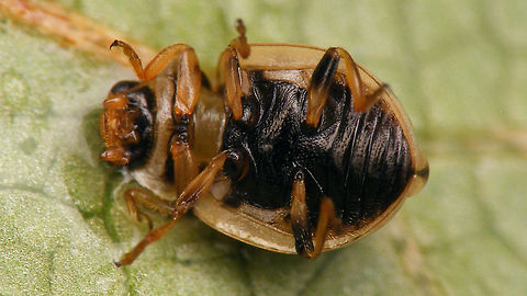 Tytthaspis sedecimpunctata - Ventral  Coccinellidae,Coccinellinae,Ladybird,Sixteen-spot Ladybird,Tytthaspis,Tytthaspis sedecimpunctata,nl: Zestienstippelig lieveheersbeestje