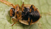 Tytthaspis sedecimpunctata - Ventral  Coccinellidae,Coccinellinae,Ladybird,Sixteen-spot Ladybird,Tytthaspis,Tytthaspis sedecimpunctata,nl: Zestienstippelig lieveheersbeestje