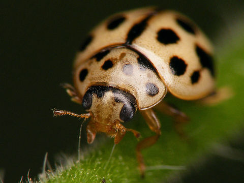 Tytthaspis sedecimpunctata - Portrait (male)  Coccinellidae,Coccinellinae,Ladybird,Sixteen-spot Ladybird,Tytthaspis,Tytthaspis sedecimpunctata,nl: Zestienstippelig lieveheersbeestje