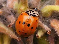 Adalia decempunctata - Spotted form Historically authors have described many, many "named" colour forms of Adalia decempunctata, even for this basic form with black dots on orange elytra, with different names depending on the number of spots. Frankly, only three forms should be recognized. Honek et al. (2005) call these spotted, chequered and  dark. To me it makes more sense to use the names that have historically been associated with these forms the most frequently, being typica, decempustulata and bipustulata respectively. The latter is also often referred to as bimaculata. Maybe I should try and find out which name of the two would actually be best to use.<br />
Full HD resolution image here:<br />
https://www.jungledragon.com/image/81300/adalia_decempunctata_f._typica.html Adalia,Adalia decempunctata,Adalia decempunctata f. typica,Coccinellidae,Coccinellinae,Coleoptera,Ladybird,Ten-spot Ladybird,Ten-spotted Ladybird,Ten-spotted lady beetle,nl: Tienstippelig lieveheersbeestje