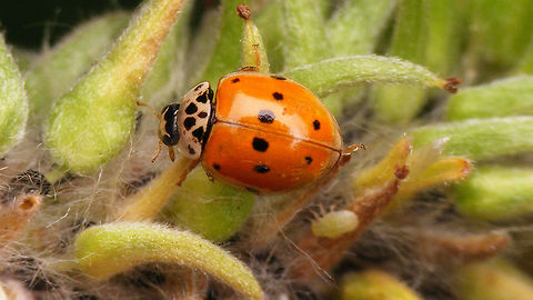 Adalia decempunctata f. typica More info here:
https://www.jungledragon.com/image/81299/adalia_decempunctata_-_spotted_form.html Adalia,Adalia decempunctata,Adalia decempunctata f. typica,Coccinellidae,Coccinellinae,Coleoptera,Ladybird,Ten-spot Ladybird,Ten-spotted Ladybird,Ten-spotted lady beetle,nl: Tienstippelig lieveheersbeestje