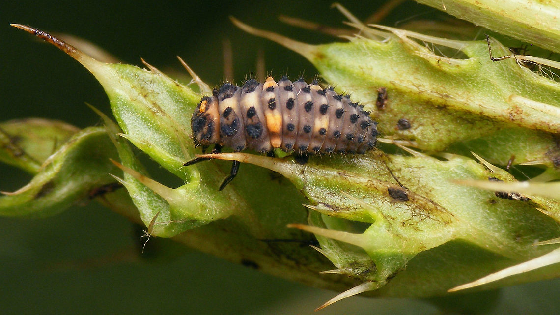 Hippodamia variegata - Mature larva Slowly getting ready to pupate Adonis ladybird,Coccinellidae,Coccinellinae,Geotagged,Hippodamia,Hippodamia variegata,Ladybird,Larva,Netherlands,nl: Ruigtelieveheersbeestje