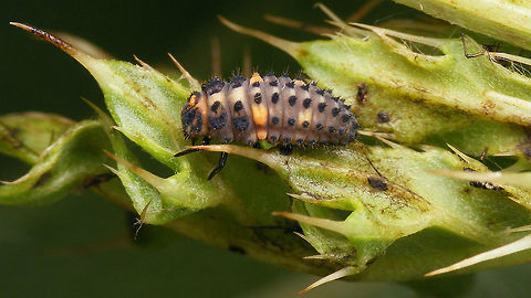 Hippodamia variegata - Mature larva Slowly getting ready to pupate Adonis ladybird,Coccinellidae,Coccinellinae,Geotagged,Hippodamia,Hippodamia variegata,Ladybird,Larva,Netherlands,nl: Ruigtelieveheersbeestje