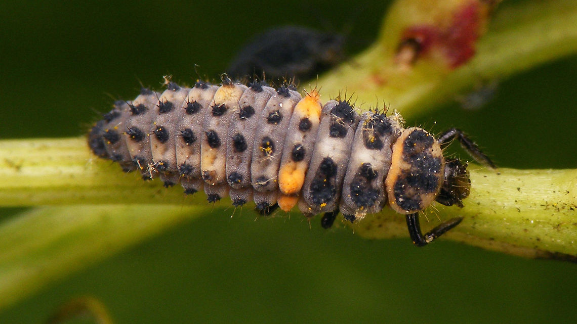 Hippodamia variegata - Larva  Adonis ladybird,Coccinellidae,Coccinellinae,Geotagged,Hippodamia,Hippodamia variegata,Ladybird,Larva,Netherlands,nl: Ruigtelieveheersbeestje