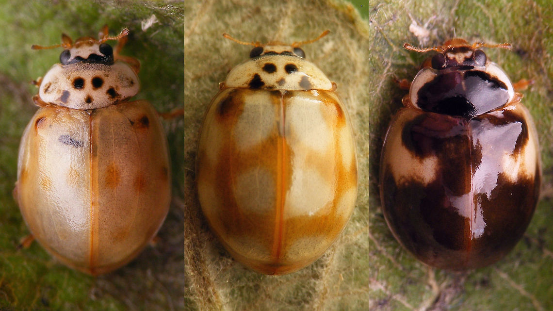 Adalia decempunctata - All forma teneral All three basic forma of Adalia decempunctata in teneral condition.<br />
Historically some &quot;evidence&quot; has been published that there would also be a genetic condition in one allele that causes the normally black pigment (melanine) to be expressed as brownish, but these three truly are freshly hatched and hence all colours still need to be formed properly. Truth told, I&#039;m not entirely convinced about the genetic &quot;brown&quot; condition - in my experience this species takes &quot;forever&quot; to reach full colours - probably/possibly not until after overwintering.<br />
One thing that has always struck me though, is that even when the beetle is just popping out of the pupal skin the black on the pronotum and head is already pretty much &quot;complete&quot;.  Adalia,Adalia decempunctata,Adalia decempunctata f. bipustulata,Adalia decempunctata f. decempustulata,Adalia decempunctata f. typica,Coccinellidae,Coccinellinae,Coleoptera,Geotagged,Ladybird,Netherlands,Ten-spot Ladybird,Ten-spotted Ladybird,Ten-spotted lady beetle,Teneral,nl: Tienstippelig lieveheersbeestje