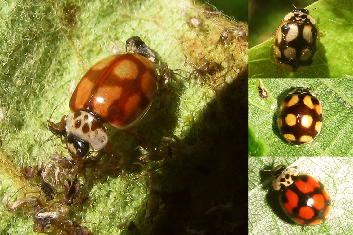 Adalia decempunctata f. decempustulata Various colour expressions of the forma decempustulata Adalia,Adalia decempunctata,Adalia decempunctata f. decempustulata,Coccinellidae,Coccinellinae,Coleoptera,Ladybird,Ten-spot Ladybird,Ten-spotted Ladybird,Ten-spotted lady beetle,nl: Tienstippelig lieveheersbeestje